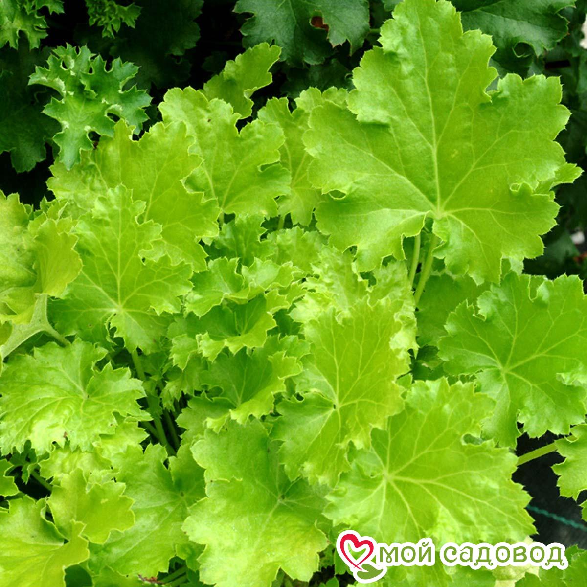 Гейхера Лайм Рикей