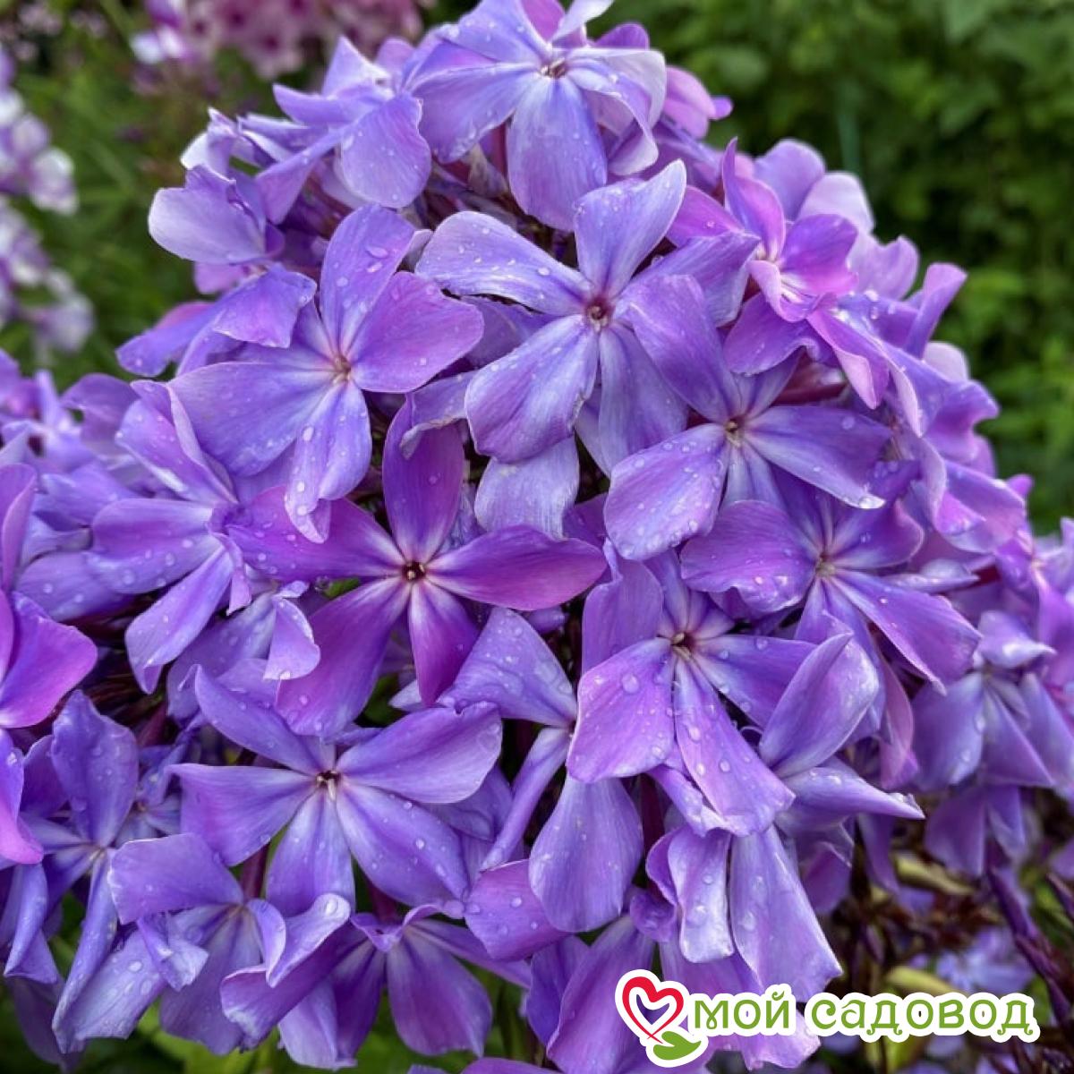 Флокс Гордость России